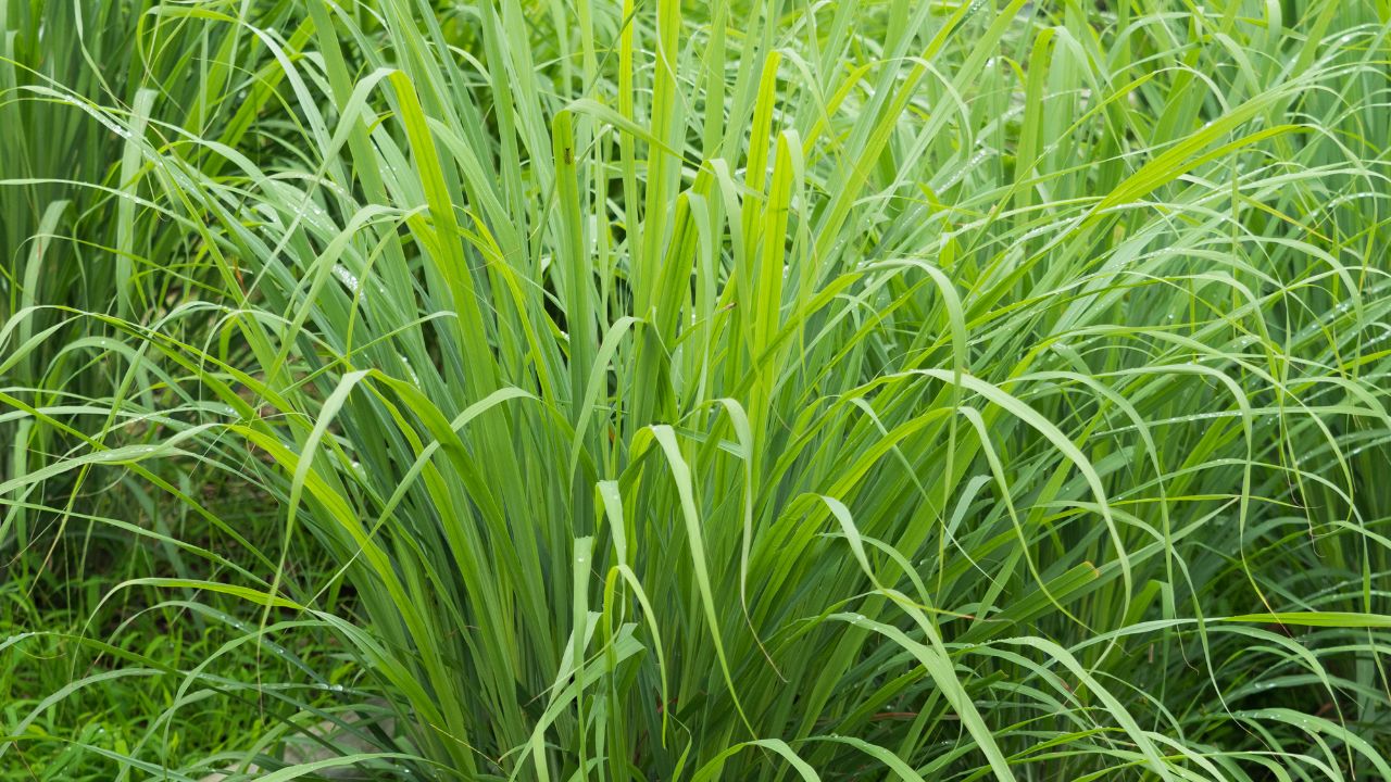 La planta perfecta para perfumar el ambiente y ahuyentar los mosquitos