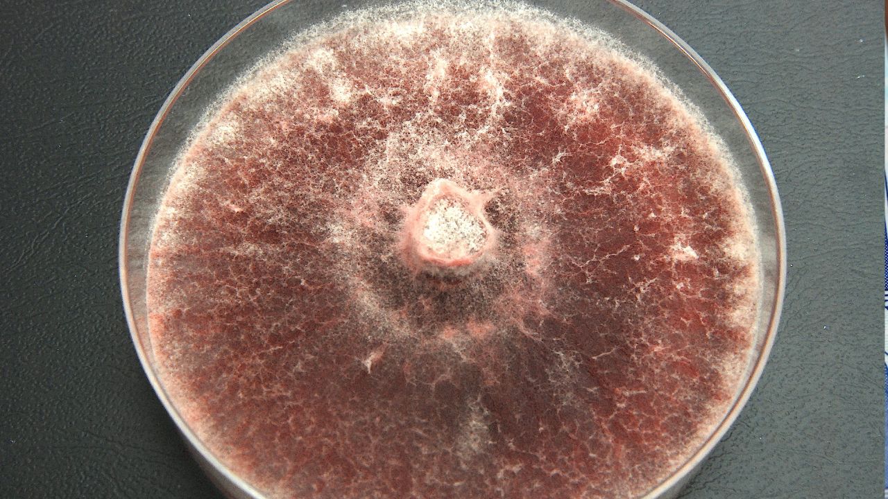 Descubren una planta que produce oro y que podrás tener en casa, según los científicos