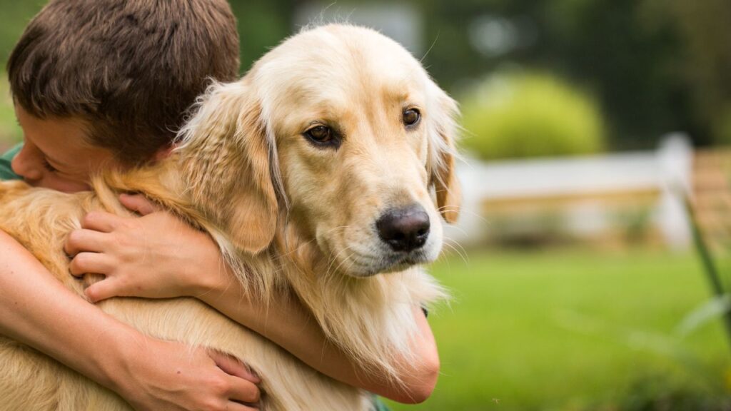 Golden Retrieve