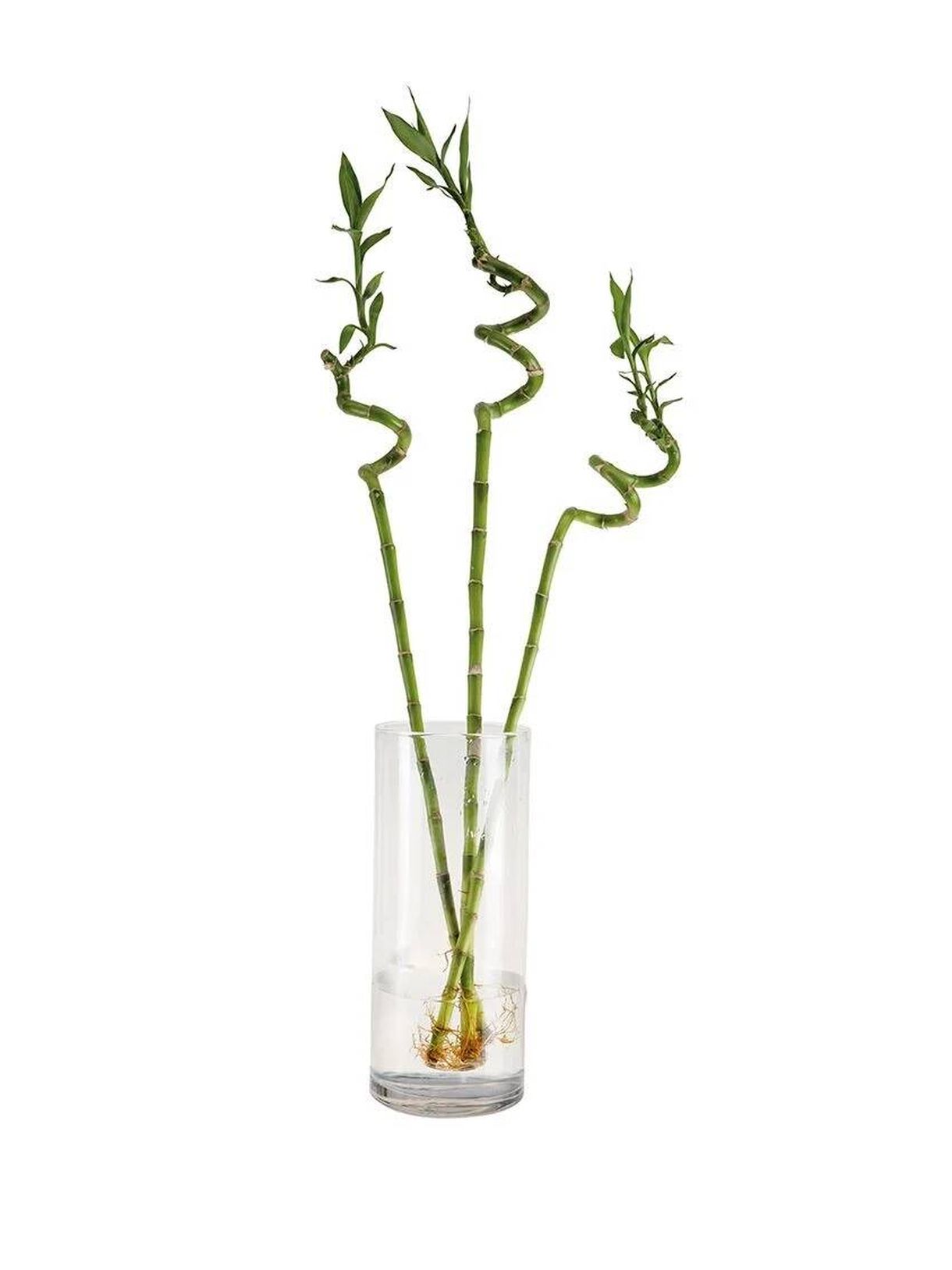 Planta bambu Lidl